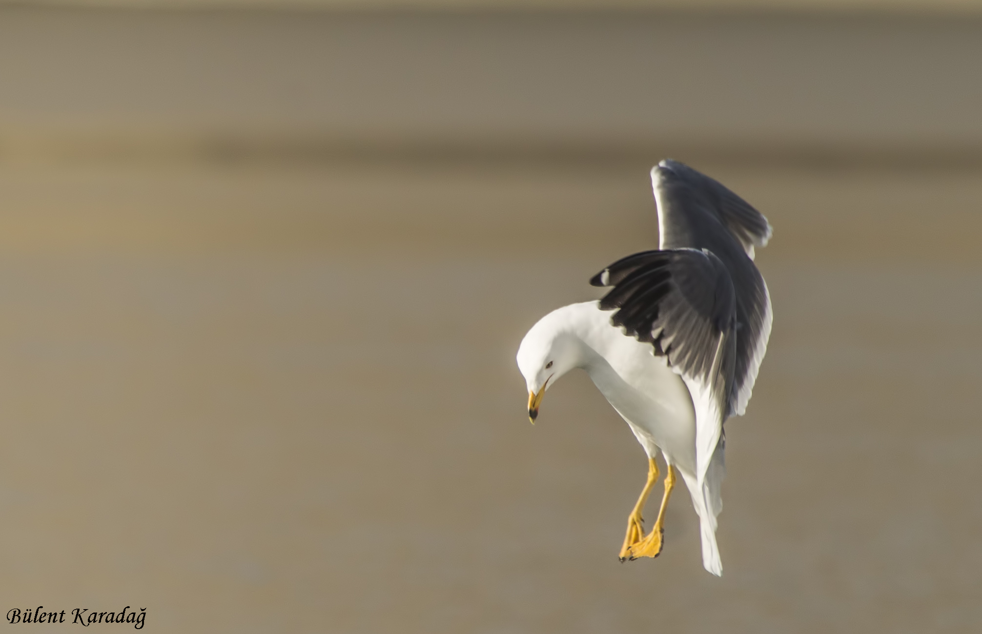 Yellow-legged Gull